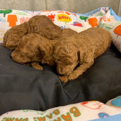 レッドトイプードル