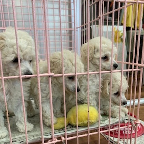 レッドトイプードル