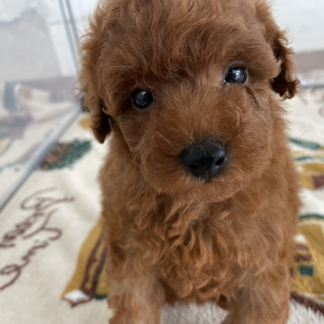 レッドトイプードルブリーダー東京