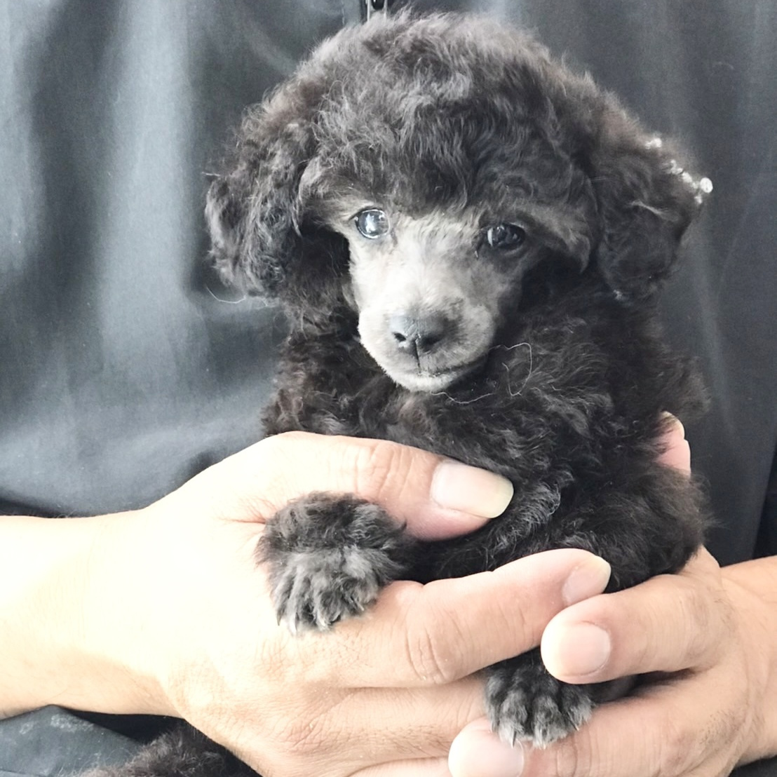 トイプードルブリーダー東京