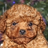 トイプードル レッド 子犬