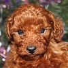 トイプードル レッド子犬