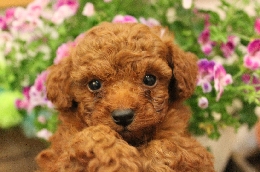 トイプードル 子犬販売