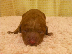 トイプードル 子犬
