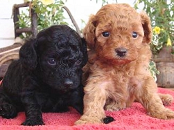 トイプードル 子犬