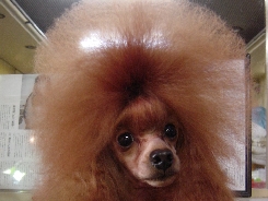 トイプードル 交配犬