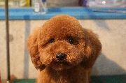 トイプードル 交配犬