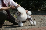 トイプードル交配犬