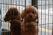 トイプードル 交配犬