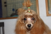 トイプードル交配犬