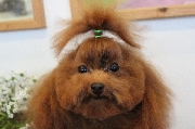 トイプードル交配犬