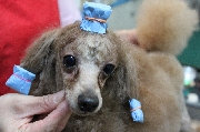 トイプードル交配犬