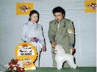 ドッグショー