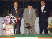 ドッグショー