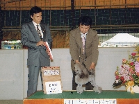ドッグショー