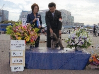 ドッグショー