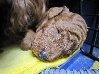 トイプー　子犬