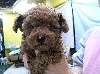 レッド　子犬
