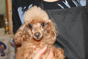 里親犬