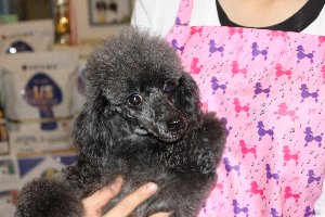 里親犬