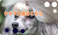 ジュエルドッグクラブ