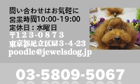 トイプードルブリーダー