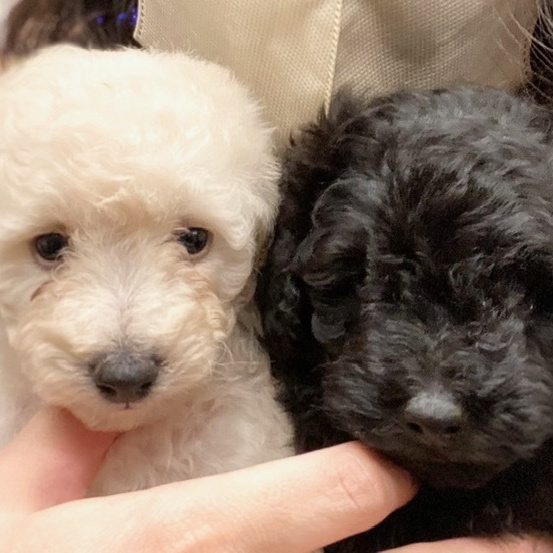 トイプードルオレンジフォーン