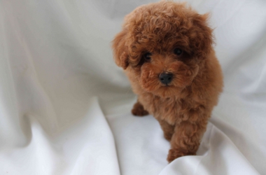 レッドの女の子