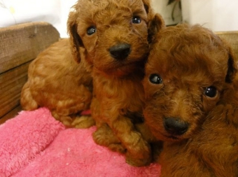 トイプードルレッド