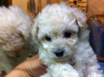 トイプードルホワイト