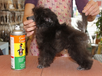 トイプードルシルバー