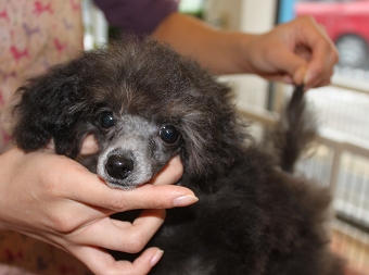 トイプードルシルバー