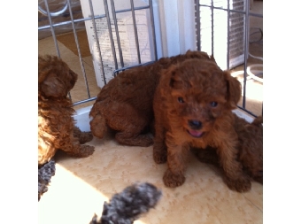 トイプードルレッド