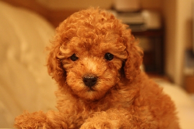 トイプードル　レッド