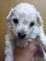 トイプードル　ホワイト