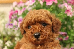 トイプードル　子犬販売