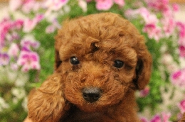トイプードル　子犬販売
