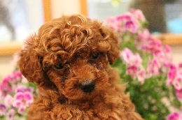 トイプードル　子犬販売
