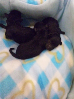 トイプードルブリーダー