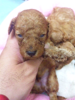 トイプードルブリーダー