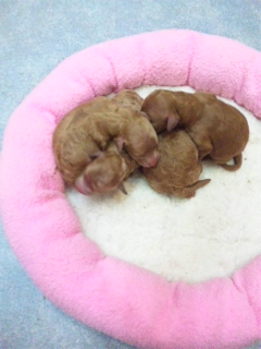 トイプードルブリーダー