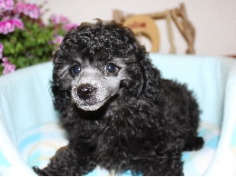 トイプードル　シルバー