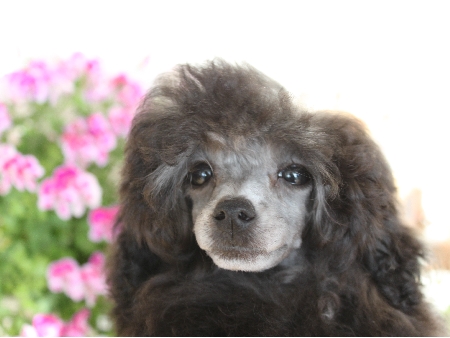 トイプードルトイプードルブリーダー