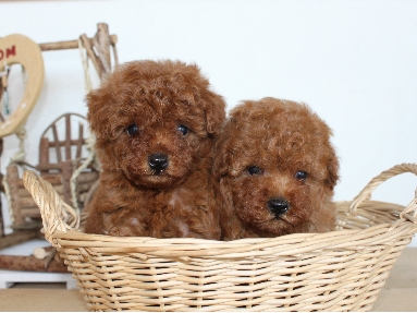 トイプードル　ブリーダー