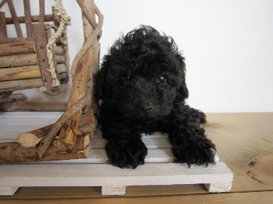 トイプードル　ブリーダー