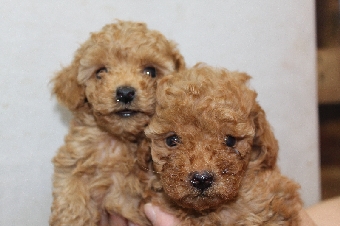 トイプードル　ブリーダー