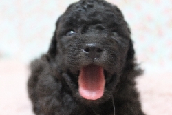 トイプードル　子犬