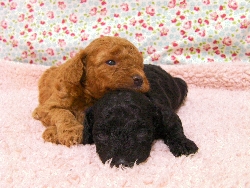 トイプードル　子犬