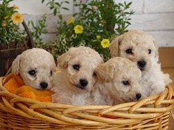 トイプードル　ホワイト　子犬