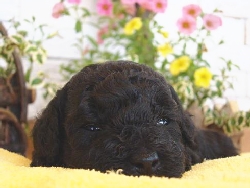 トイプードル　子犬